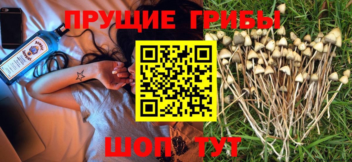 Галлюциногенные грибы Cubensis Партизанск